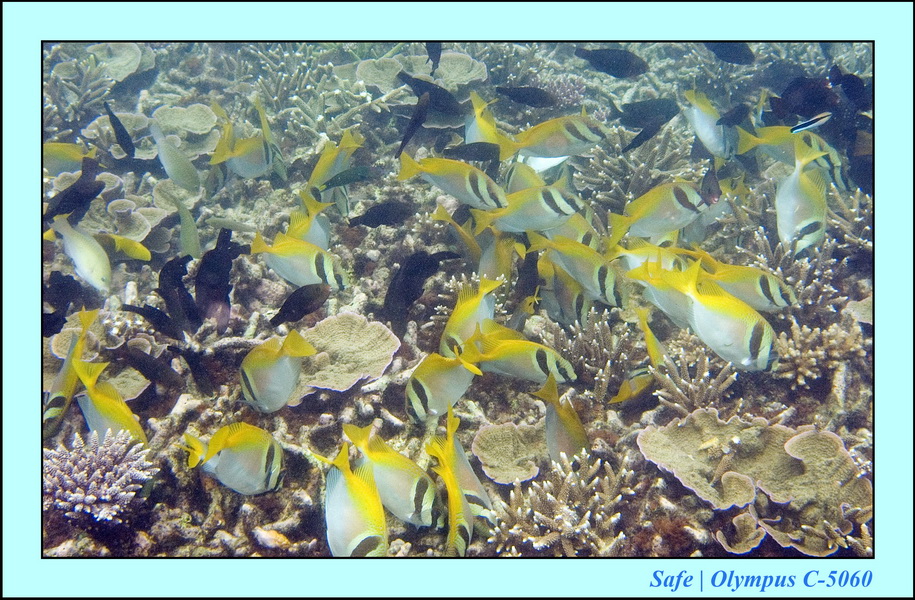 2006 - 07 - Tioman - Plongee Paya beach 27